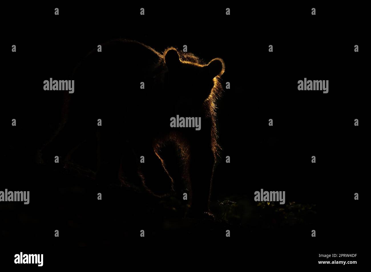 Silhouette of brown bear standing in darkness with backlit Stock Photo