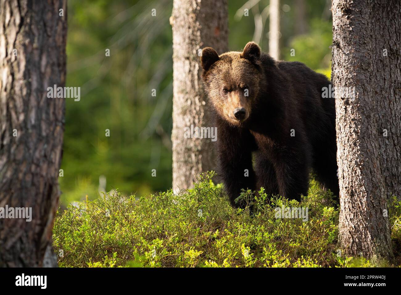 Brown bear looking in blueberries in summertime sunlight Stock Photo