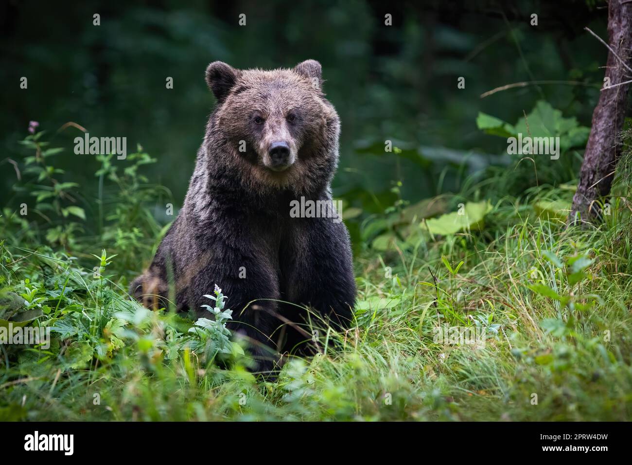 Alert brown bear looking in green thicket in autumn Stock Photo