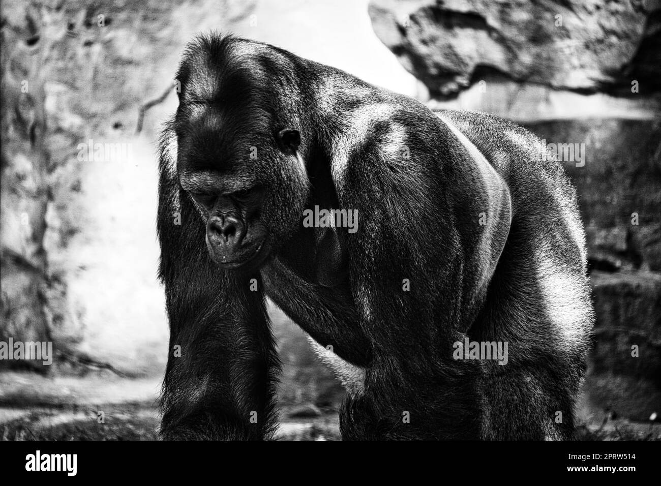 Gorilla, Silver back. The herbivorous big ape is impressive and strong. Stock Photo