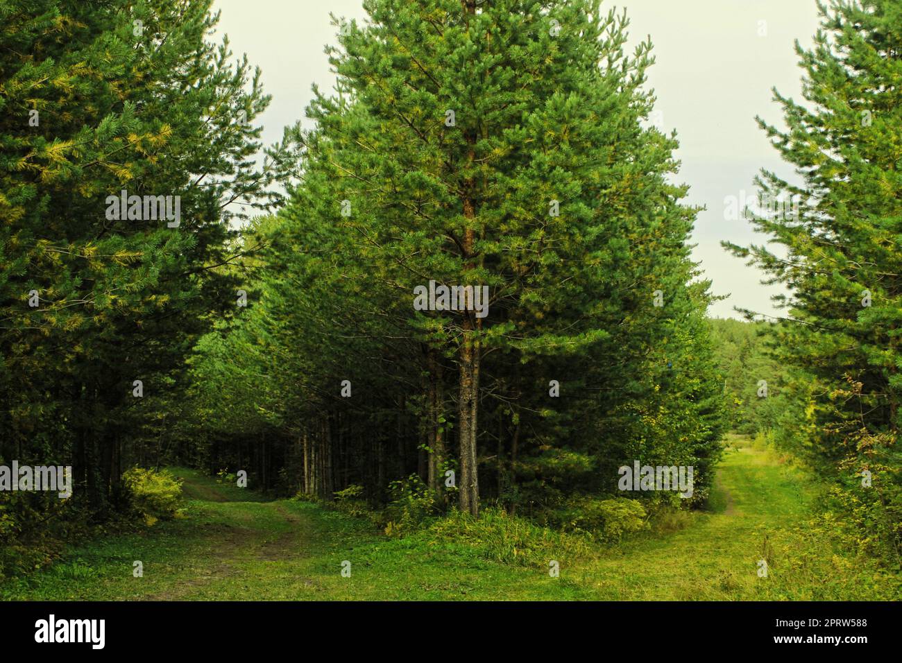 Large coniferous trees in the forest. Beauty of nature. Forest background Stock Photo