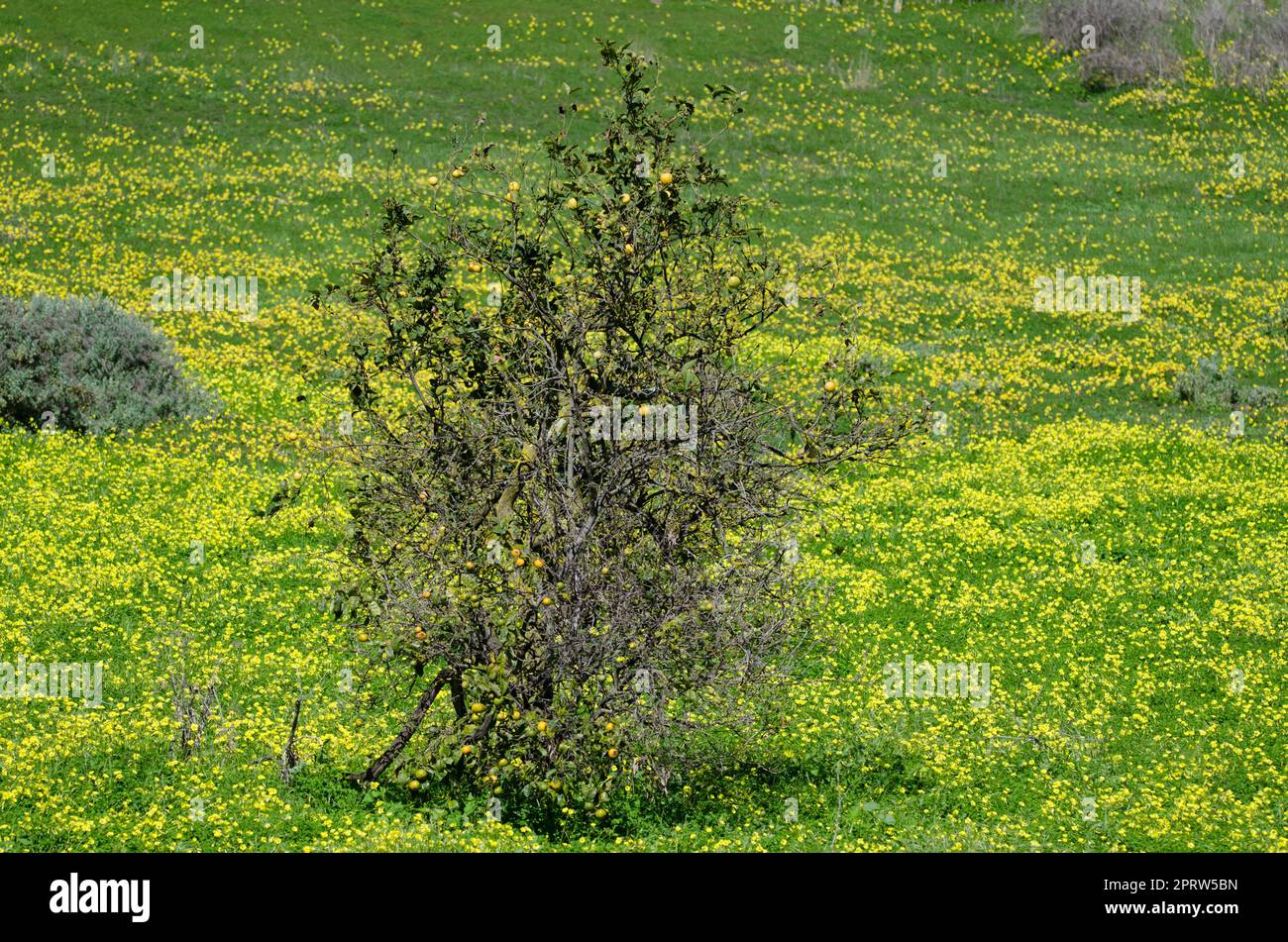 Orange tree Citrus x sinensis on a meadow of Oxalis pes-caprae. Stock Photo