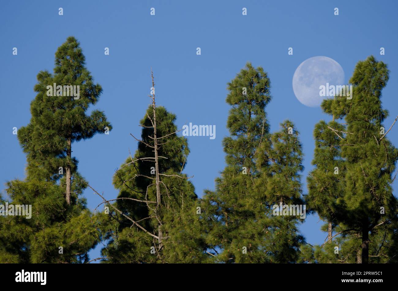 Forest of Canary Island pine and moon. Stock Photo