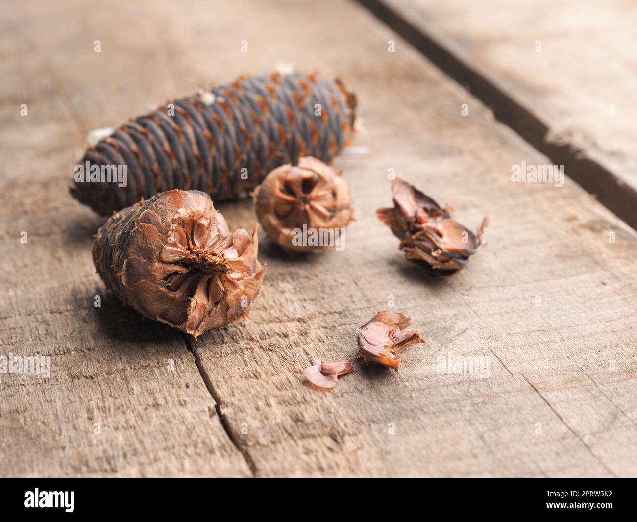 Korea fir seeds on a wooden garden table Stock Photo