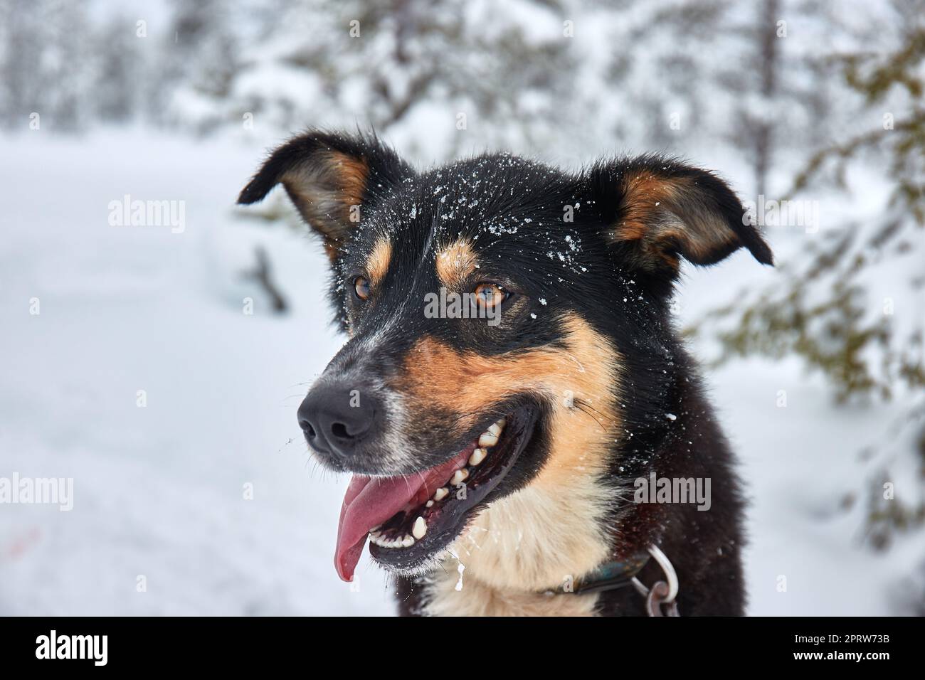Cute dog playful in the snow Stock Photo