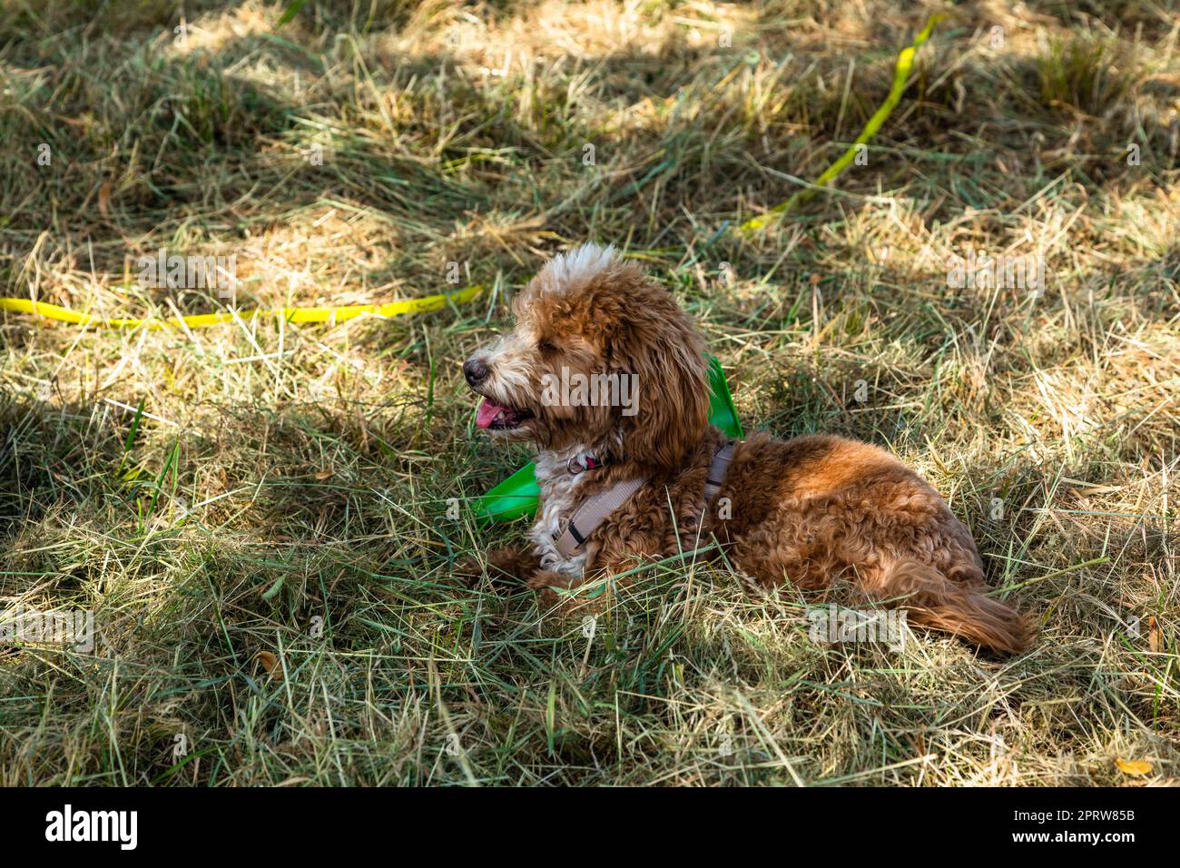 poodle puppy dog resting in the shadow Stock Photo - Alamy