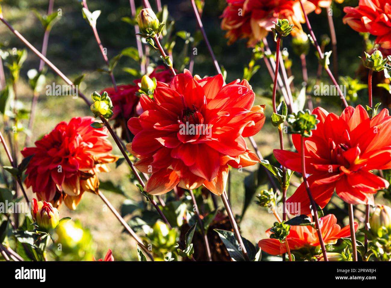 Dahlia - Patricia Ann Sunset flowers bloom in the city park garden