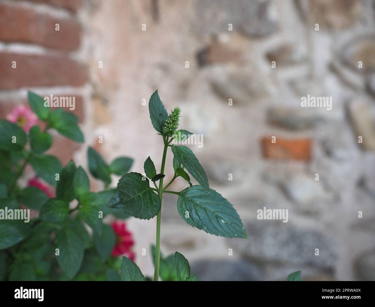green peppermint plant scientific name Mentha piperita Stock Photo Alamy