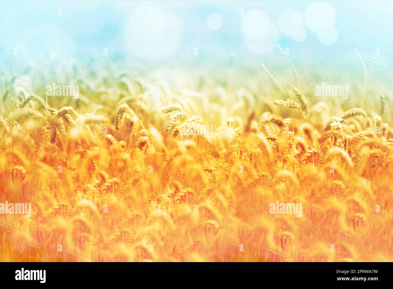 Natures ripe harvest - Wheat. Ripe wheat - ready for harvesting. Stock Photo