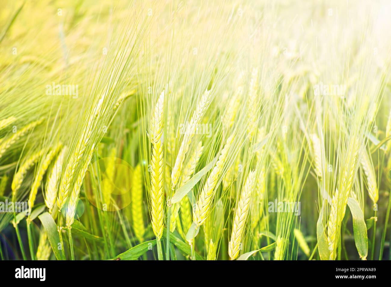 Natures ripe harvest - Wheat. Ripe wheat - ready for harvesting. Stock Photo
