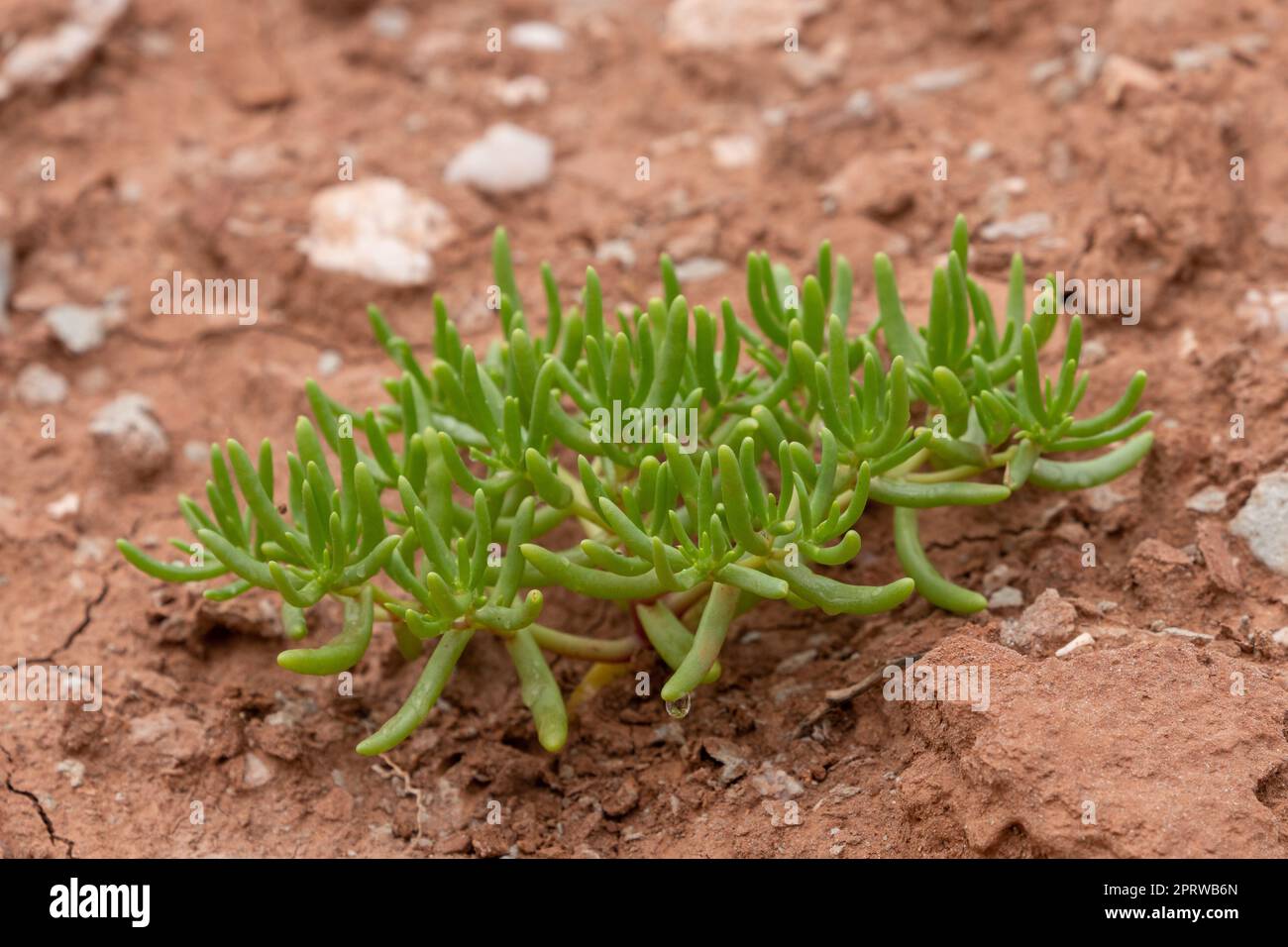 Verdolaga, Halophytum ameghinoi, in Sierra de Las Quijadas National Park, Argentina. Stock Photo