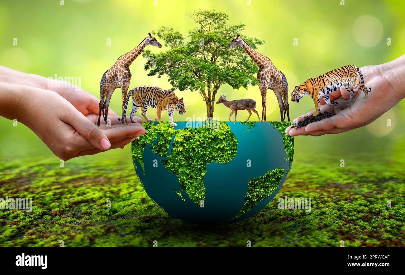 World Animal Day World Wildlife Day Groups of wild beasts were gathered