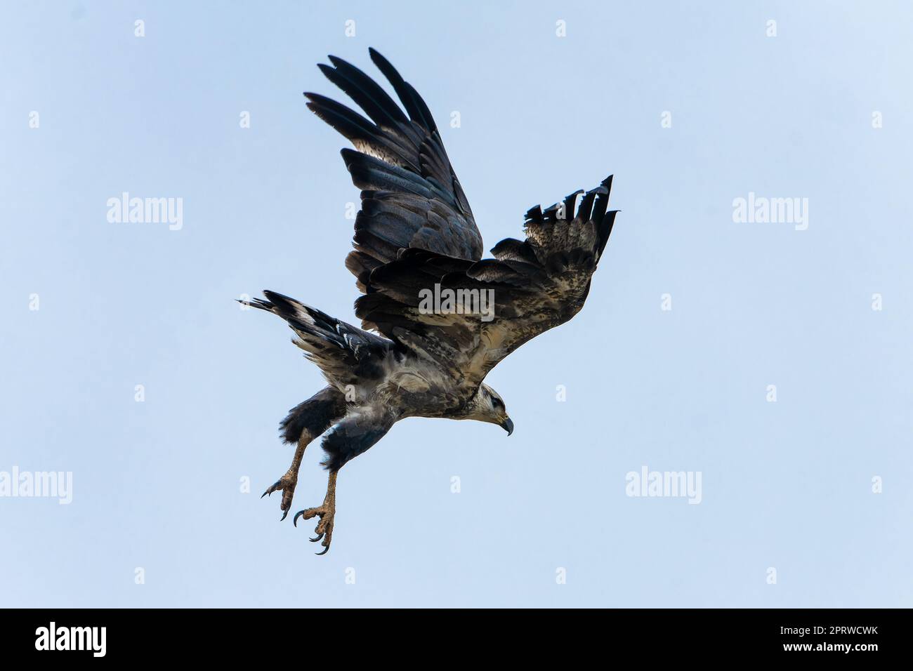 An immature Chaco Eagle Buteogallus coronatus taking flight in