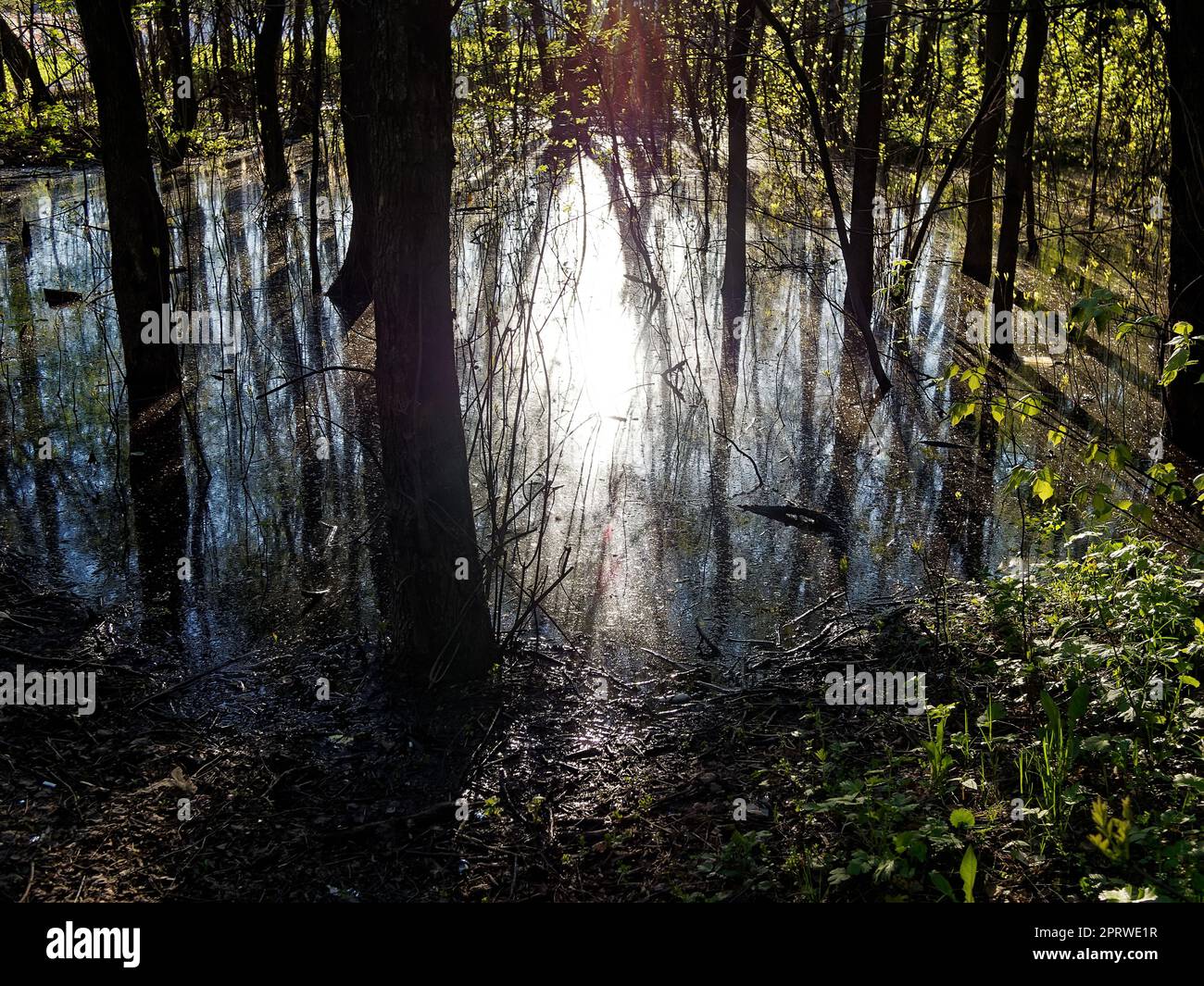 A huge puddle in the park among the trees, on a sunny day Stock Photo