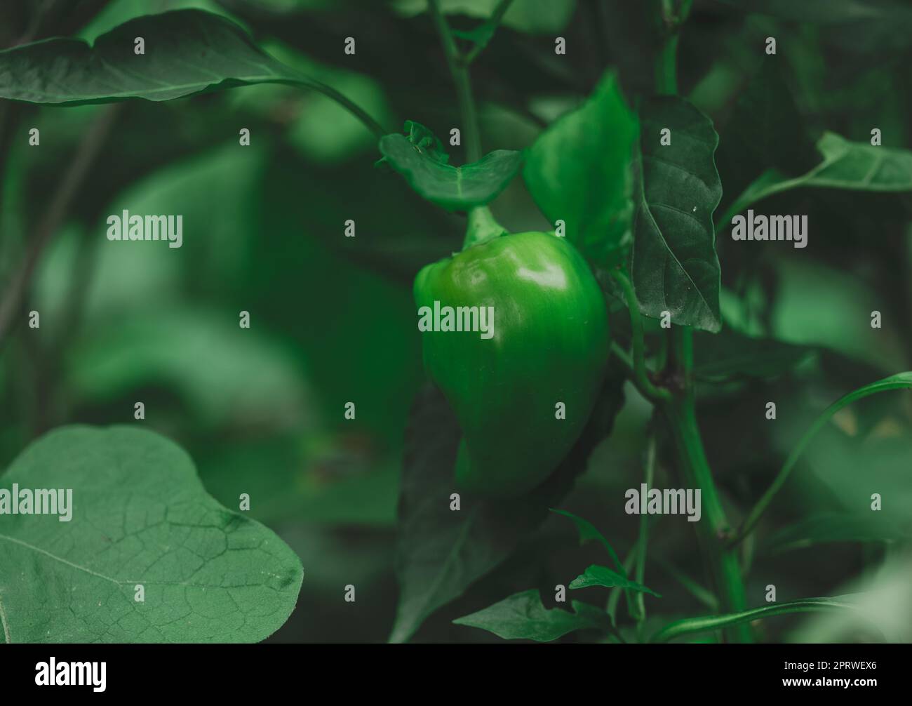 Is a green sale pepper a fruit