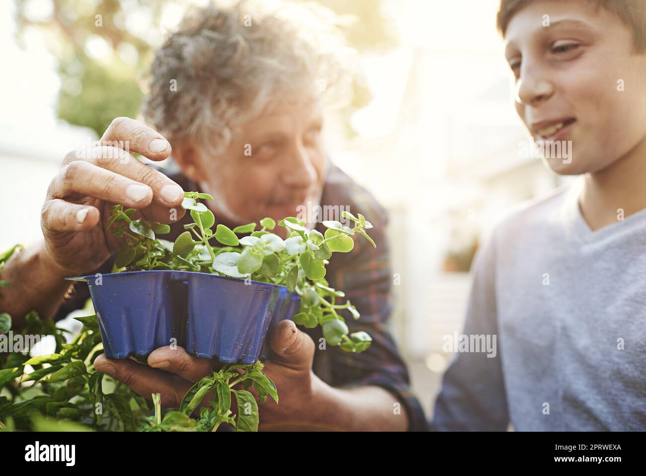 Passionate about plants. a grandfather teaching his grandson about gardening. Stock Photo