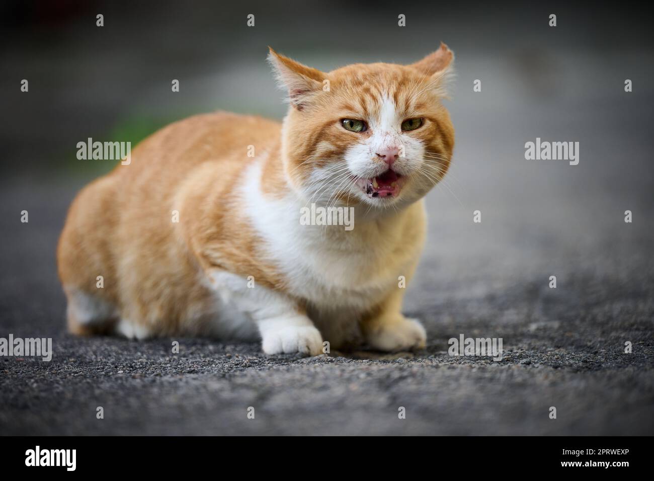 cat face kitten hi res stock photography and images Alamy