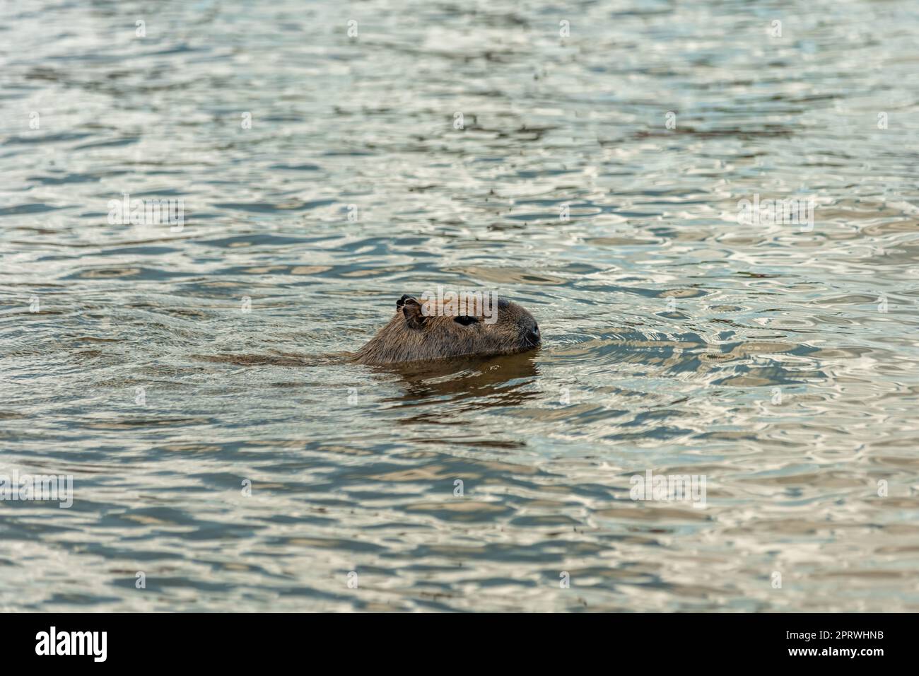 The world's largest rodent Capybara swims in the river. Stock Photo