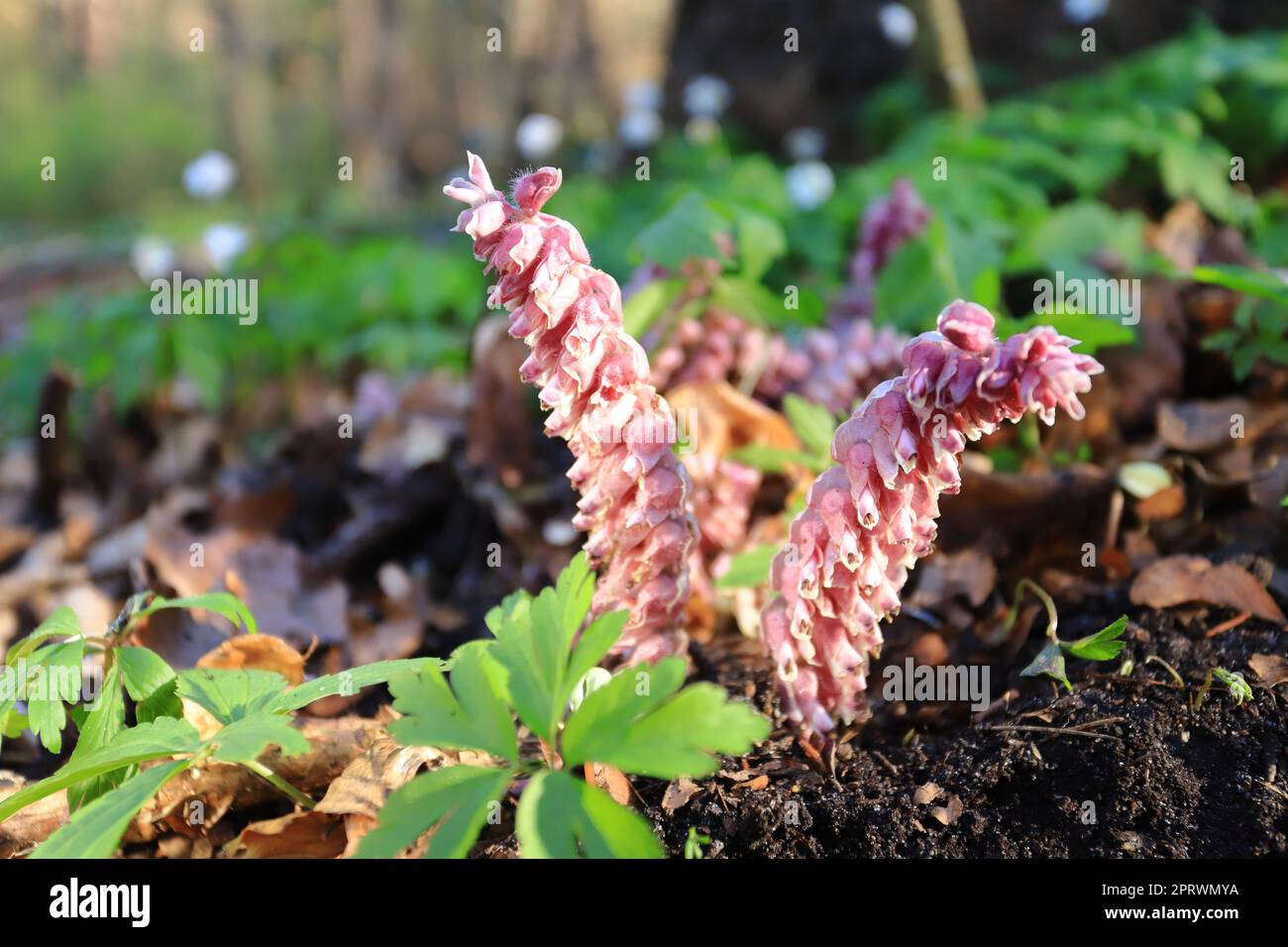 Pink flowers of Lathraea squamaria in the spring forest Stock Photo