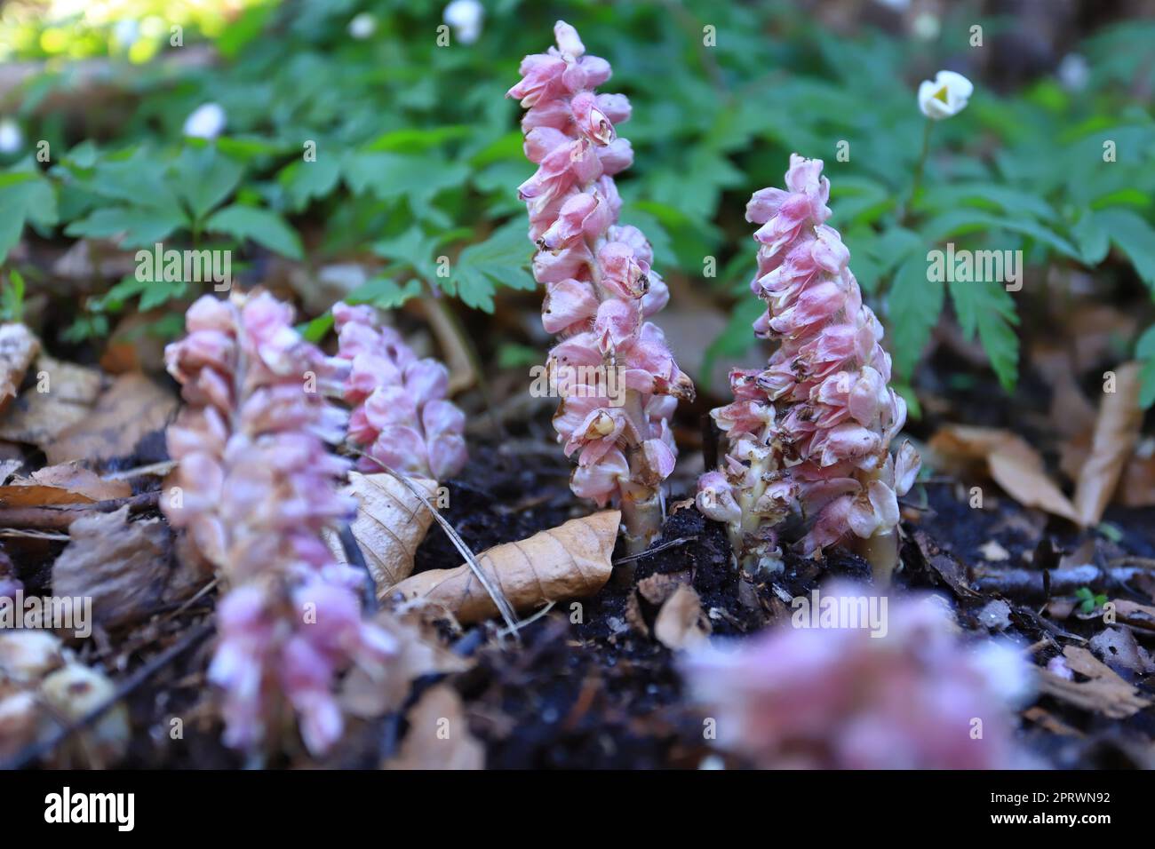 Lathraea squamaria, common toothwort. Wild plant shot in the spring Stock Photo