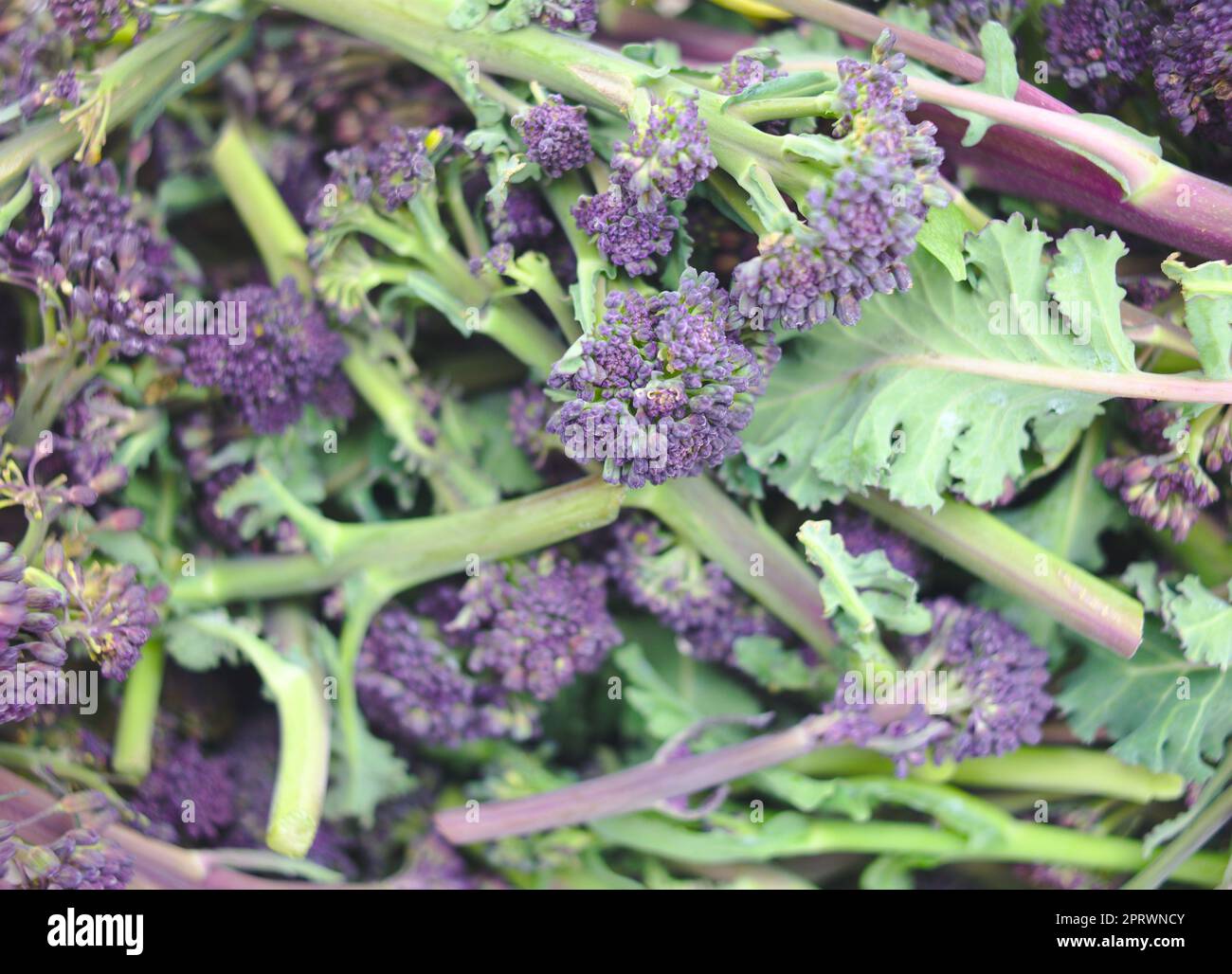 Freshly harvested from allotment Purple sprouting broccoli close up detail Stock Photo