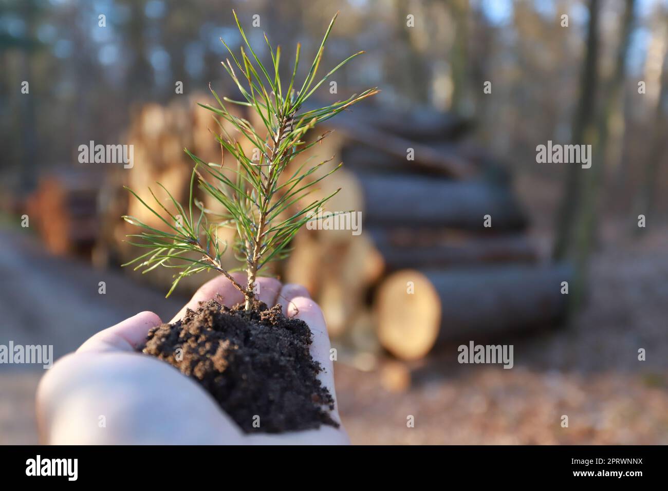 planting a forest and reforestation concept - hands holding pine tree ...