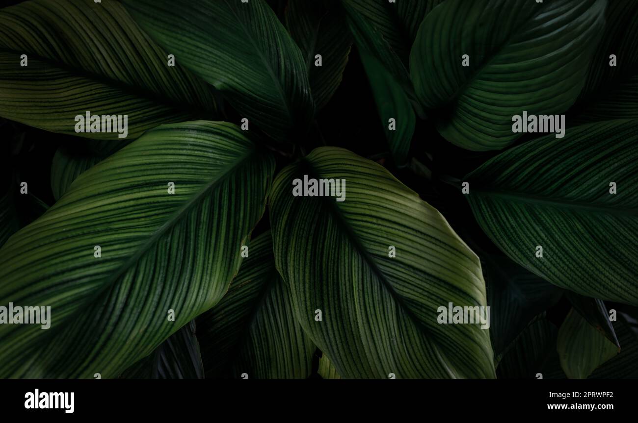 Closeup green leaves of tropical plant in garden. Dense dark green leaf with beauty pattern texture background. Green leaves for spa background. Green wallpaper. Top view ornamental plant in garden. Stock Photo