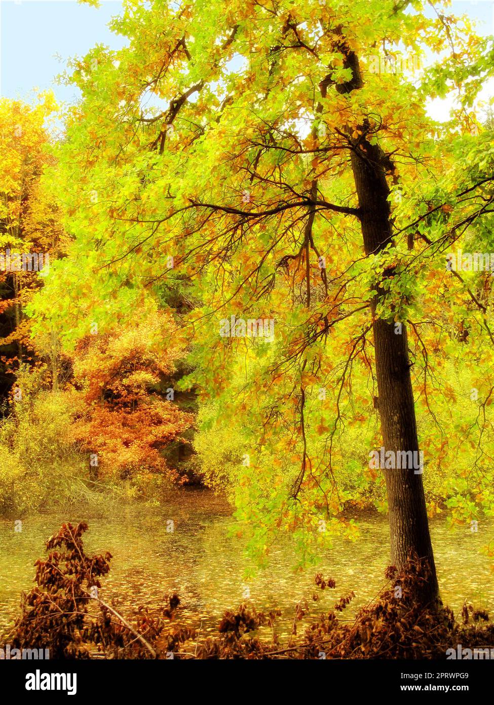 Beautiful autumn. The beautiful colors of autumn. Autumn forest. Stock Photo