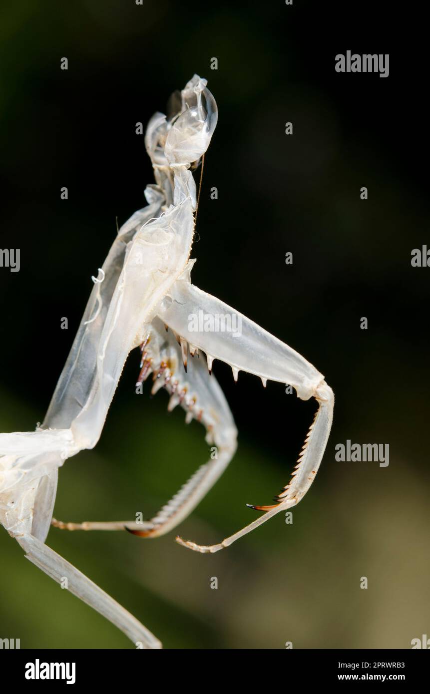 Molt of Praying Mantis, Mantodea Order, Klungkung, Bali, Indonesia