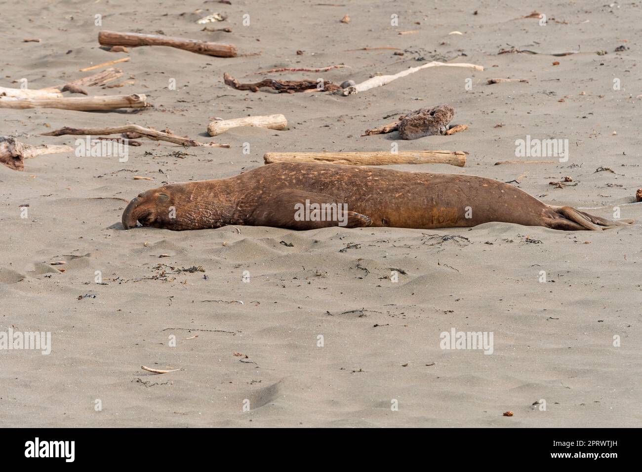Male Elephant Seal Sleeping on the Beach Stock Photo