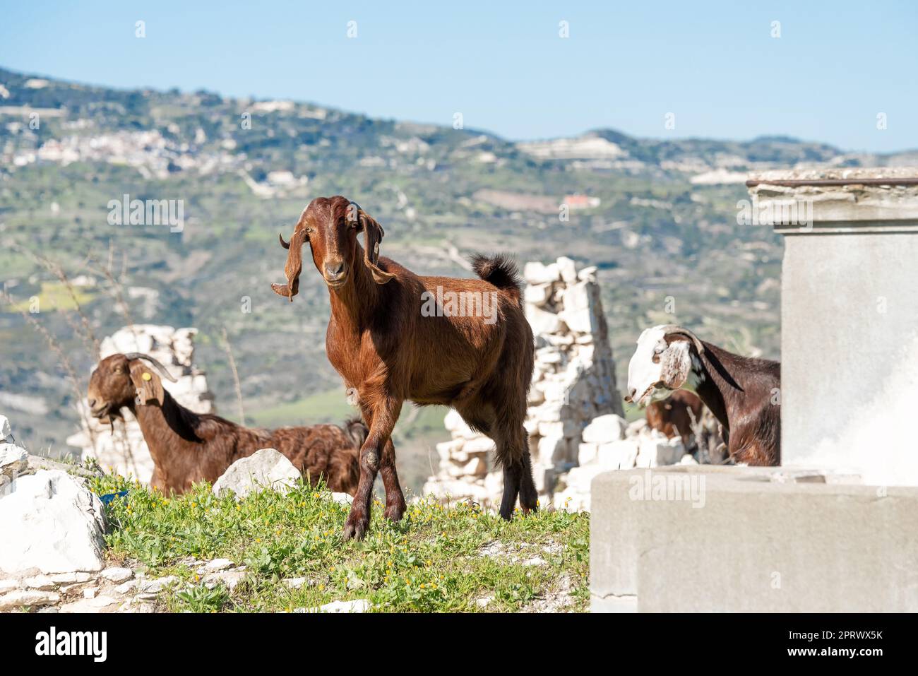 Grazing goats at abandoned village of Maronas. Paphos District, Cyprus ...