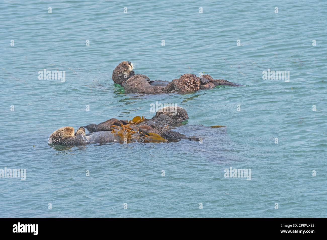 Sea Otters Relaxing in the Sea Stock Photo