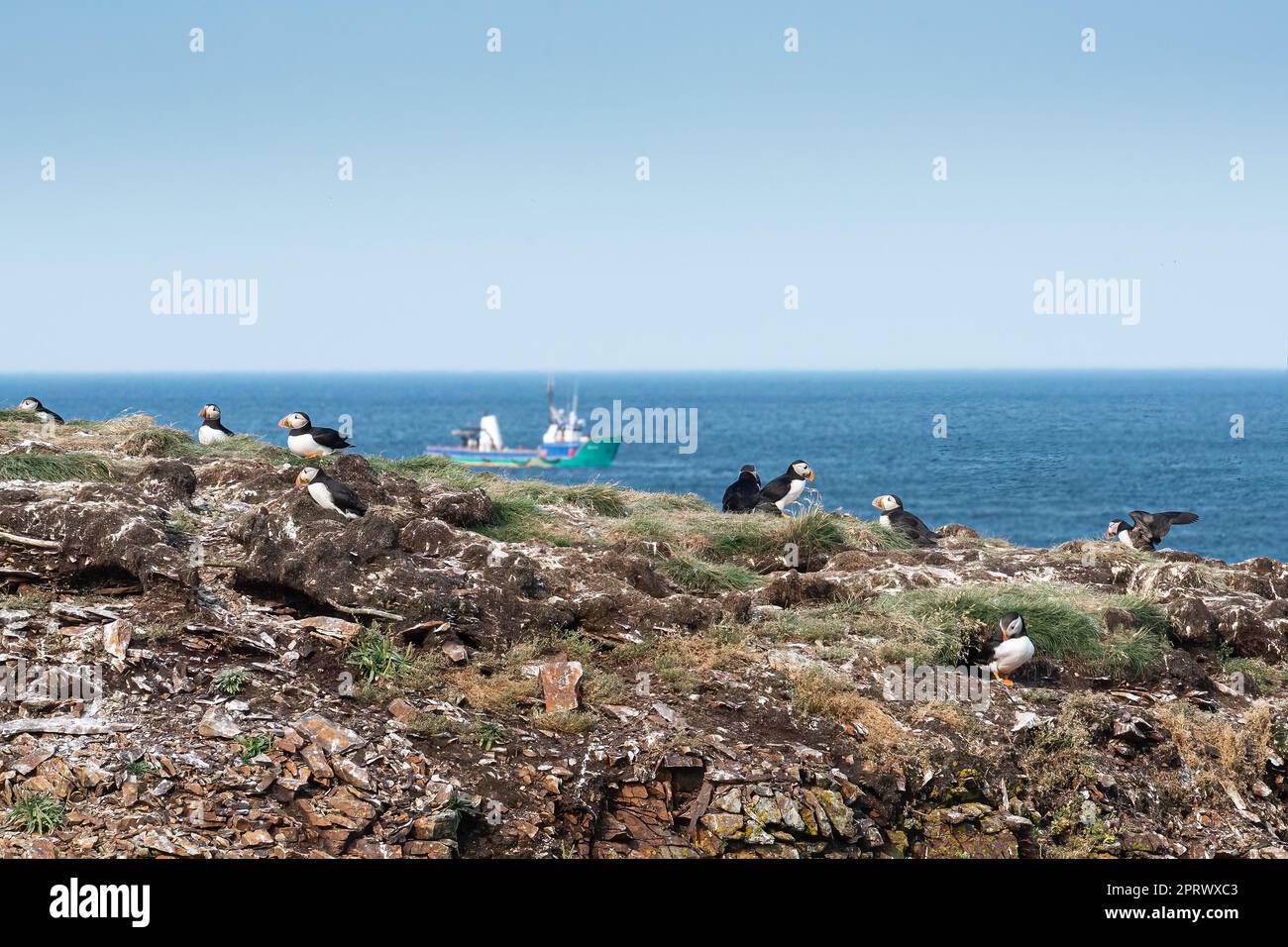 Atlantic Puffins Nesting on Newfoundland Coast Stock Photo