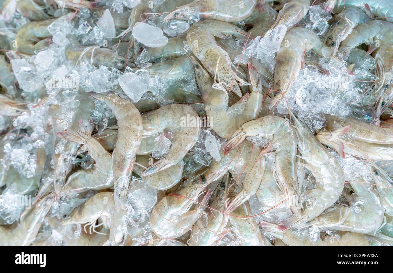 Fresh white shrimps on crushed ice for sale in market. Raw prawns for cooking in seafood restaurant. Sea food industry. Shellfish animal. Shrimp market. Uncooked prawn. Shrimp for frozen food factory. Stock Photo