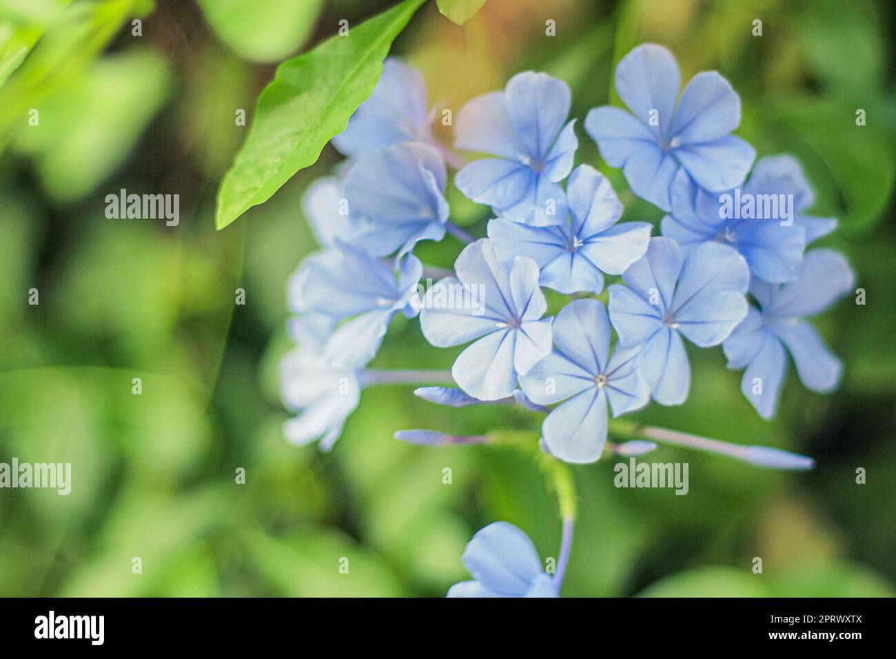 Closeup on blue cape plumbago auriculata flower. Plumbagidium auriculatum. Lam flower. Blue flower. Stock Photo