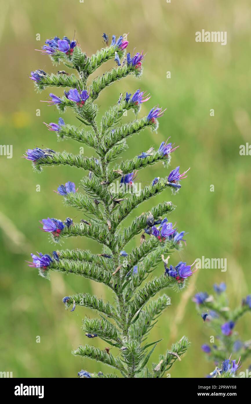 Vipers bugloss blue flower spike Stock Photo