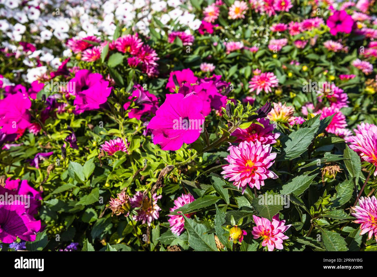 City park flowers hi-res stock photography and images - Alamy