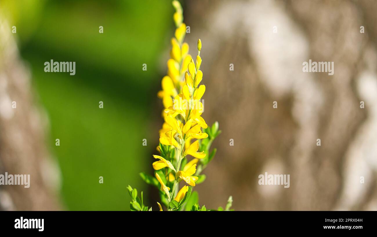 yellow broom flower on broom bush. Close up of a plant. Flower from the garden. Stock Photo