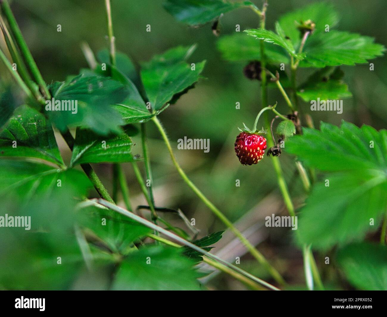 wild strawberry on bush Stock Photo Alamy