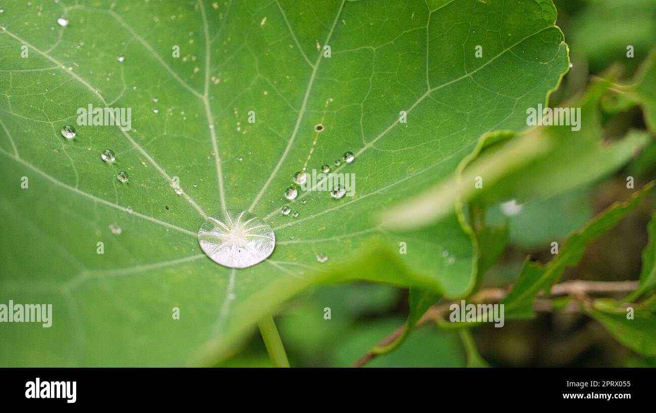 Drop of water that collects in the center of a cress leaf Stock Photo