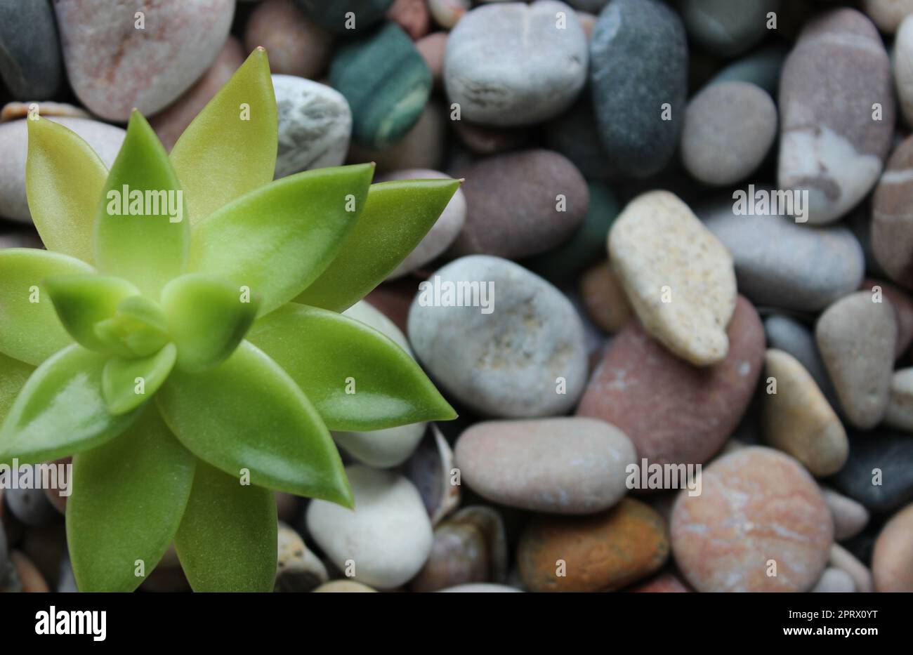 Exotic Plant Growth On A Rocky Soil Concept Photo For Wallpaper Or Backgrounds Stock Photo Alamy