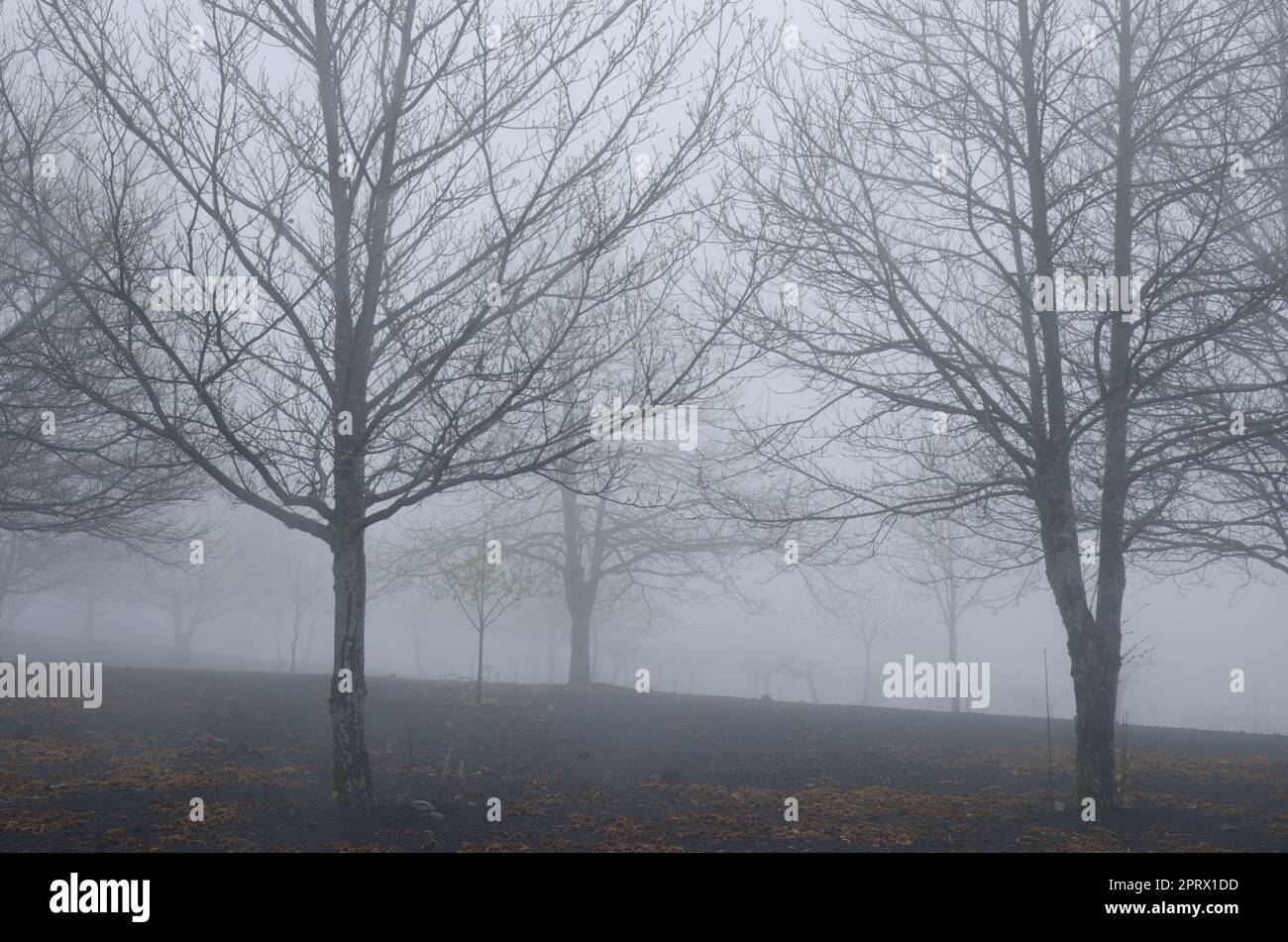 Sweet chestnuts in the fog. Stock Photo