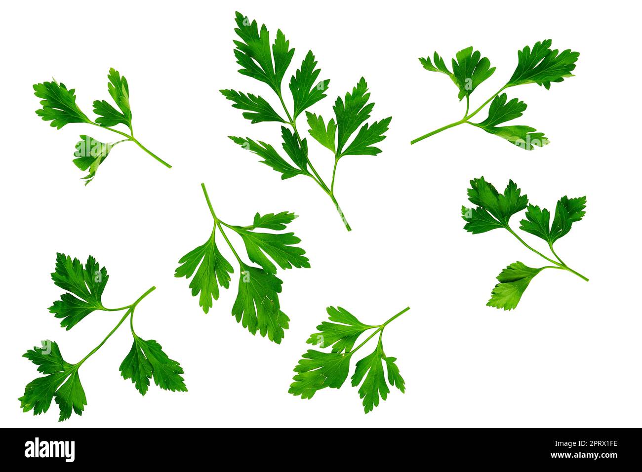 Overhead view of parsley leaves isolated on white Stock Photo Alamy