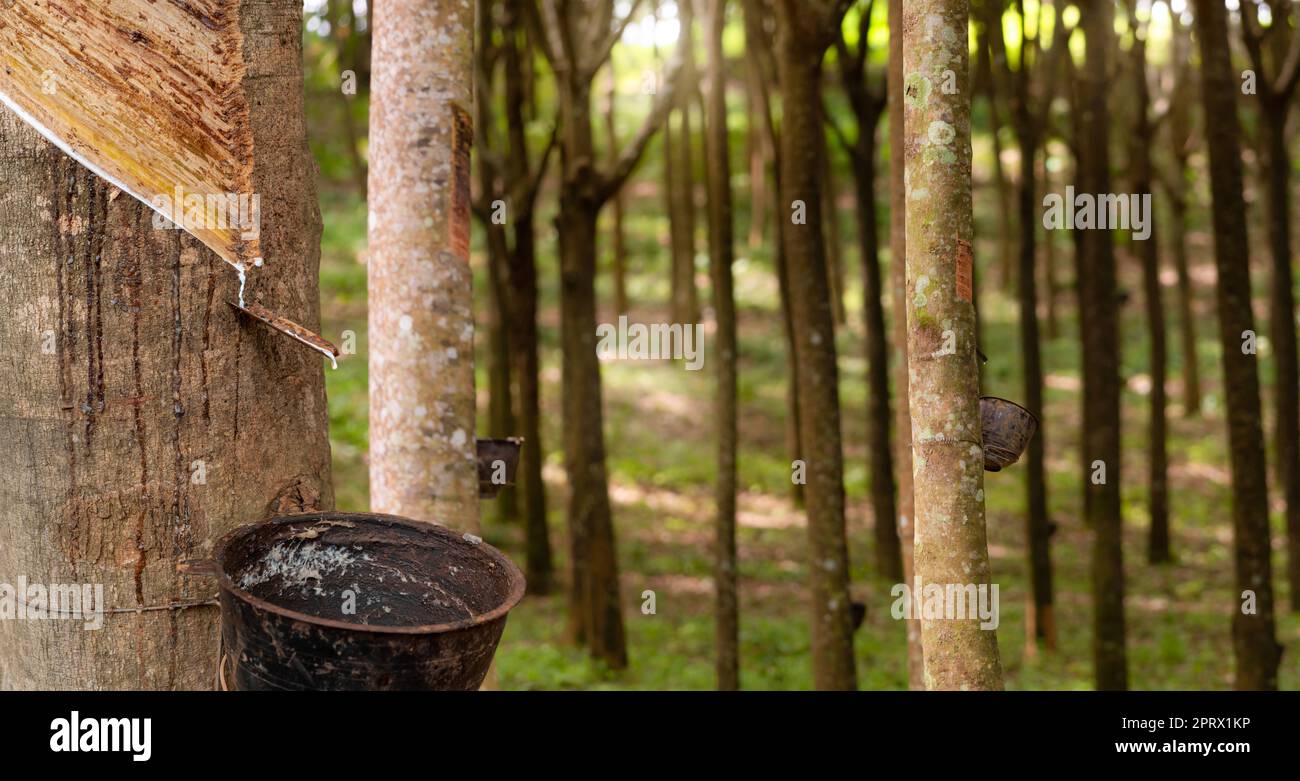 Rubber tapping in rubber tree garden. Natural latex extracted from para