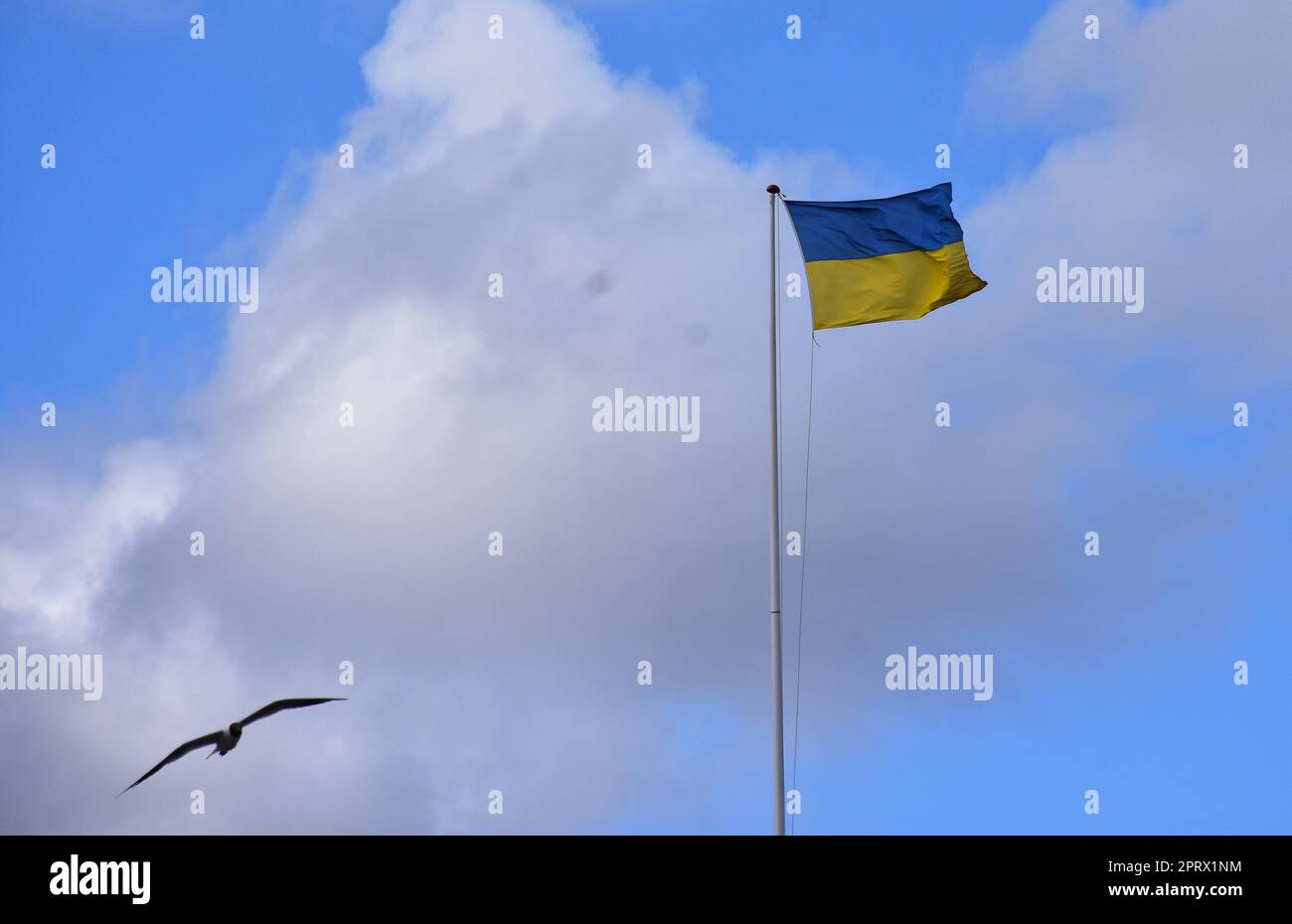 freedom for ukraine Stock Photo