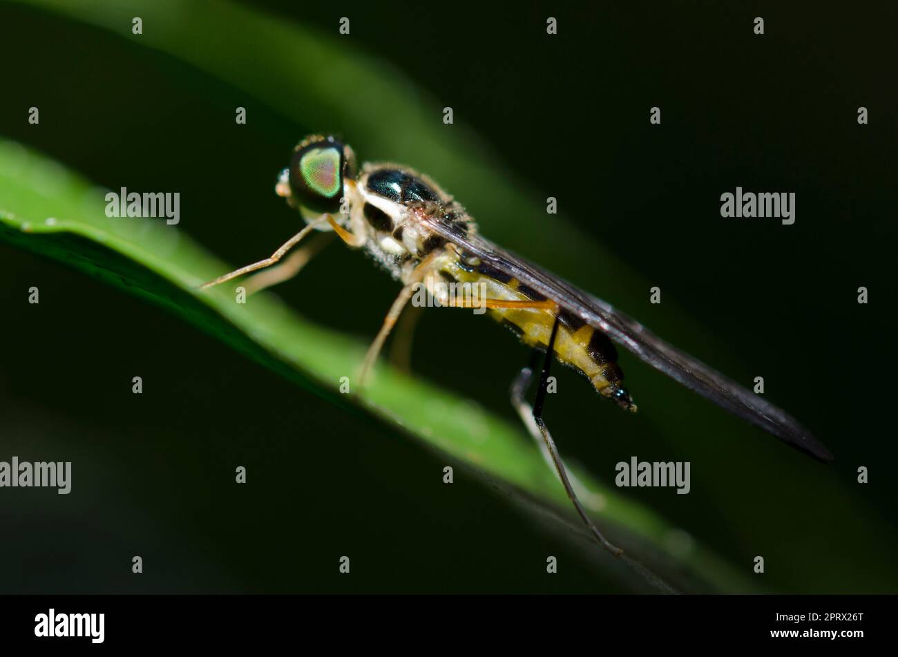 Soldier Fly, Stratiomyidae Family, on leaf, Klungkung, Bali, Indonesia Stock Photo