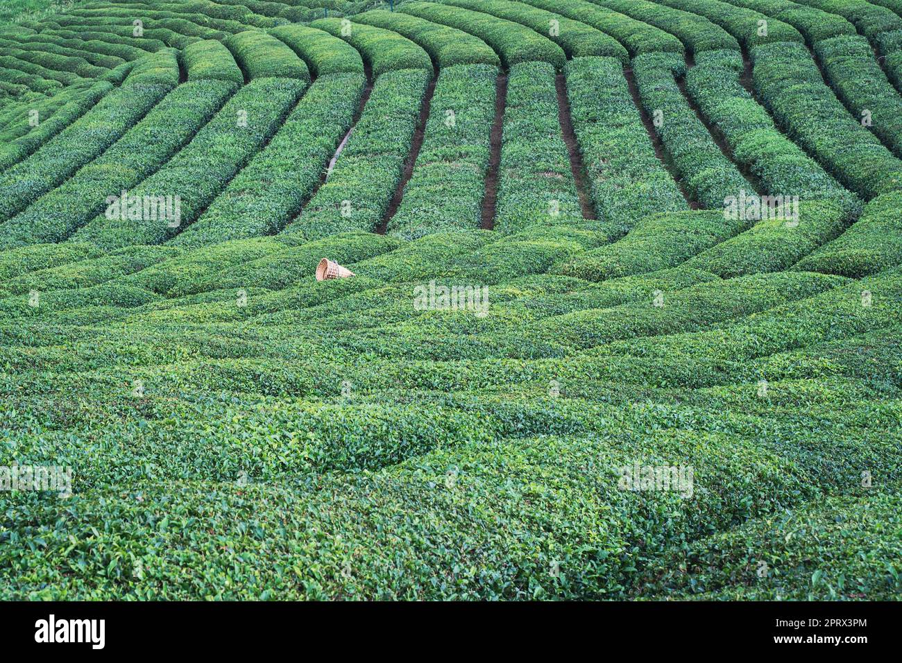 rows of Turkish black tea plantations with traditional harvesting ...