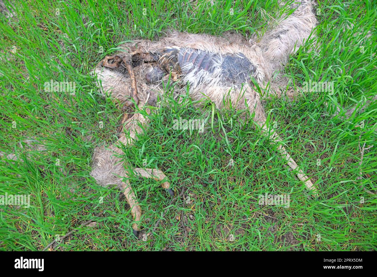 The remains of a dead deer. The remains of a dead fawn Stock Photo - Alamy