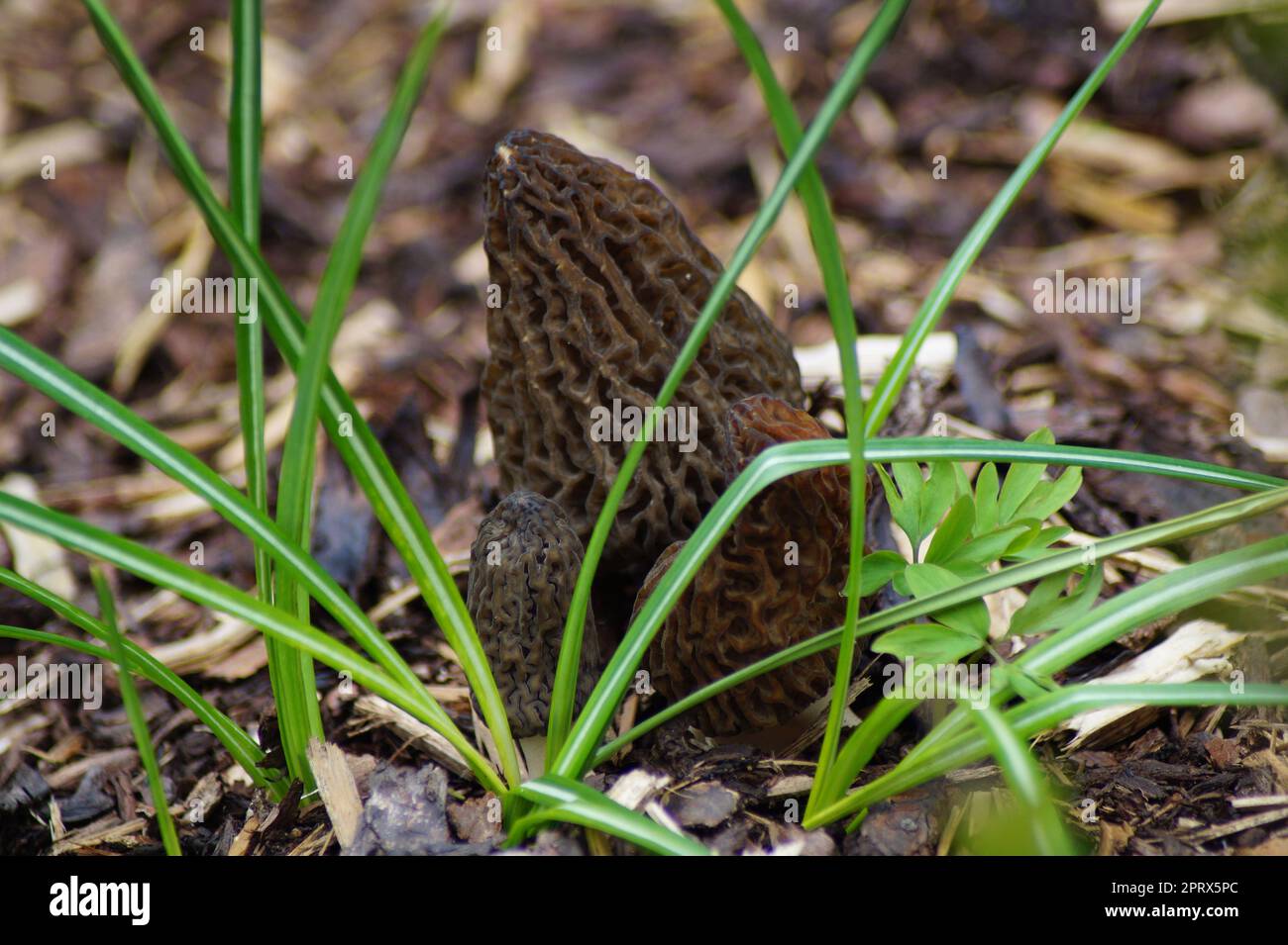 Group of pointed morels on bark mulch Stock Photo
