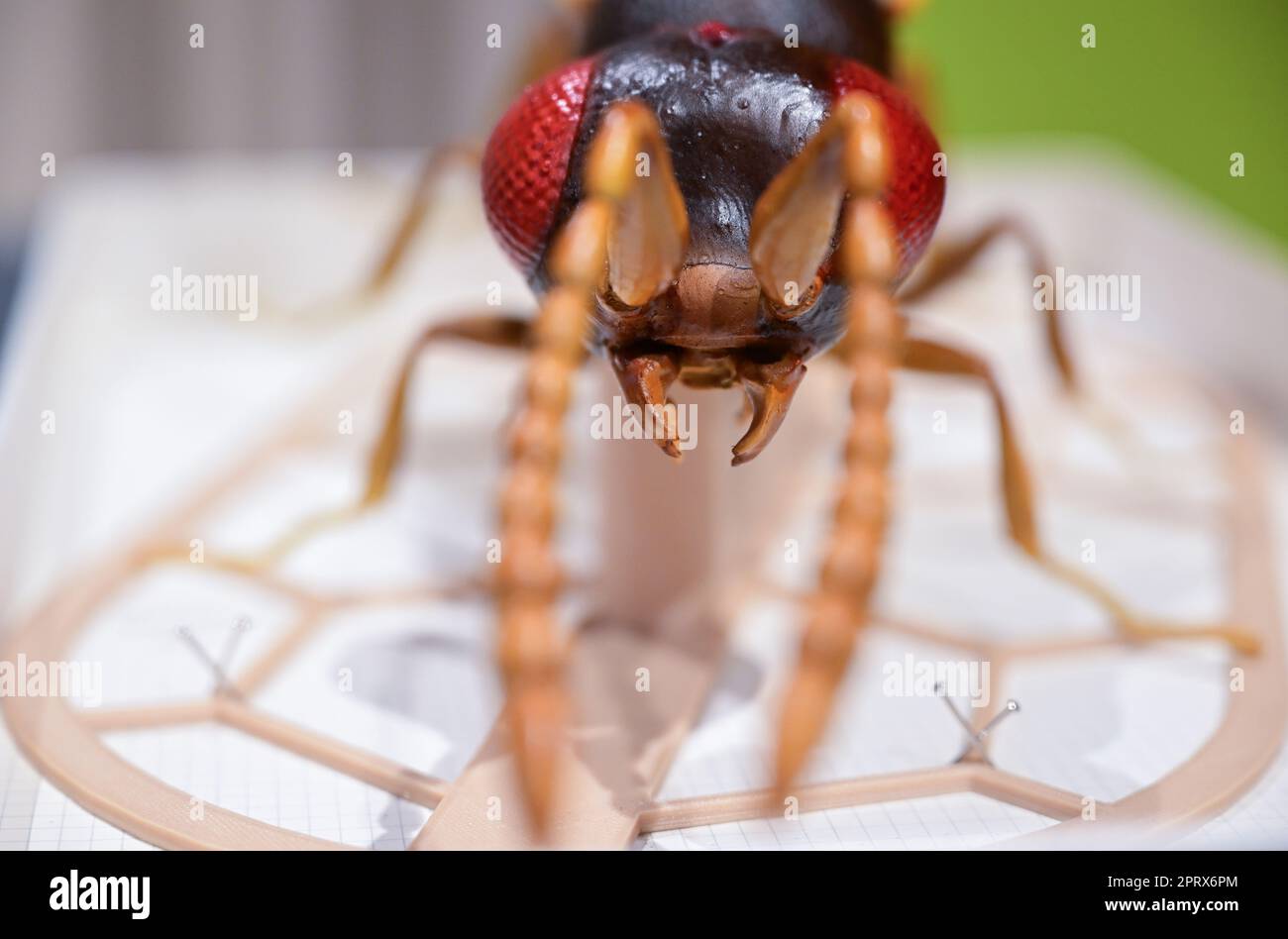 Stuttgart, Germany. 27th Apr, 2023. The model of a wasp species named ...